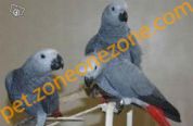 (已過期) 可爱的非洲灰鹦鹉新的家园 (lovely african grey parrots for new homes)