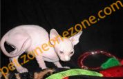 (已過期) Registered TICA/CFA Hairless Sphynx kittens (男)