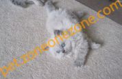 (已過期) Lovely Himalayan Kittens For Sal At $4800Hk / 对于萨尔在喜马拉雅可爱的小猫$4800Hk 