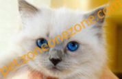 (已過期) Gorgeous Ragdoll Kittens For Sale At $4550 / 华丽的布娃娃小猫出售在4550美元 (男)