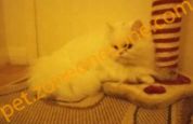 (已過期) Cute Persian Kittens For Sal At $4550Hk / 对于萨尔在4550Hk可爱的波斯小猫 (男)