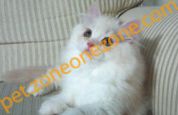 (已過期) White Exotic Shorthair Kittens For Adoption $ 4520/ 白色异国短毛猫通过4520美元