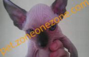 (已過期) Seal & Blue point Sphynx kittens For Sale At $6000 / 密封蓝点斯芬克斯猫出售在$6000 (男)