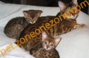 (已過期) House Trained male and female bengal kittens for rehoming (男)