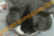 (已轉讓) 10 months Eng short/long hair cats adoption (一對領養) (男)