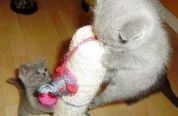 Cute British Blue Shorthair kittens (女)