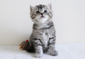 銀色虎斑紋 英國短毛貓