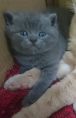 可愛英國短毛貓 藍貓