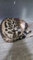 (已轉讓) Bengal Cat