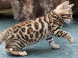   Bengal Kitten