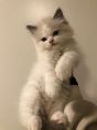 自家繁殖猫猫 英短藍貓 