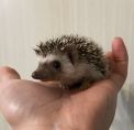 自家繁殖刺蝟BB,有原色有杏色