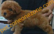 (已過期) Tiny Toy Poodle 貴婦BB 