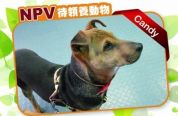 (已過期) Candy - NPV