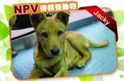 (已過期) Jacky - NPV