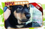 (已過期) 四眼 - NPV