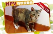 (已過期) Tabby 3色 - NPV