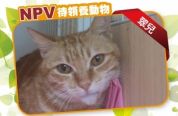 (已過期) 翠兒 - NPV