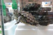 Little Turtle (#310138) - 愛護動物協會