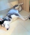 (已領養) 2歲女女Husky 給她一個幸福的家