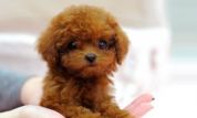 Purebred Toy Poodle 