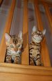 cute bengal kittens 