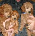 poodle puppies