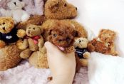 Tammy Toy Poodle Pup