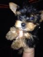 yorkie puppies