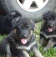 shepherd puppies