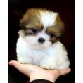 Tiny Shih Tzu Puppie
