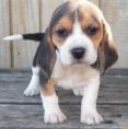 Beagles puppies