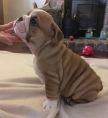 English Bulldog pups