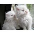 Cute Persian Kittens