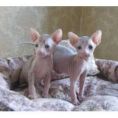 Sphynx Kittens 