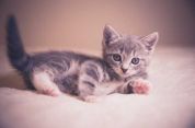 Egyptian Mau Kittens