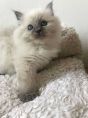 Registered Ragdoll K