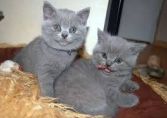 British shorthair