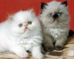 Himalayan Kittens