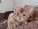 Abyssinian cats