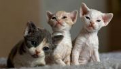 Devon Rex kittens