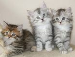 Siberian Kittens