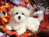  Maltese Puppies