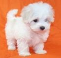 Maltese Puppies