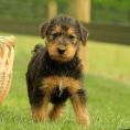 Airedale Terrier