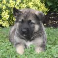 Akita Mix Puppies