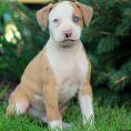 American Bulldog