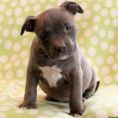 American Bully