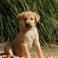 Anatolian Shepherd 