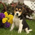 Beagle Mix Puppies